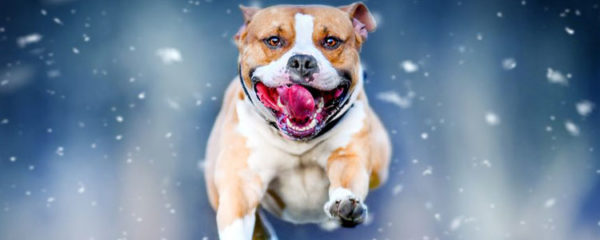 American Staffordshire