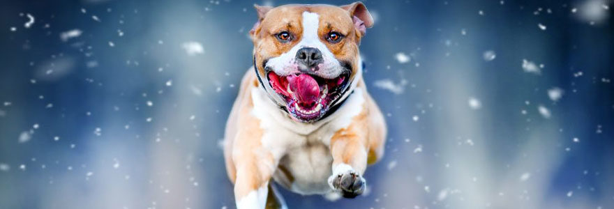 American Staffordshire