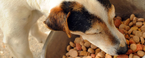 Croquette pour chien