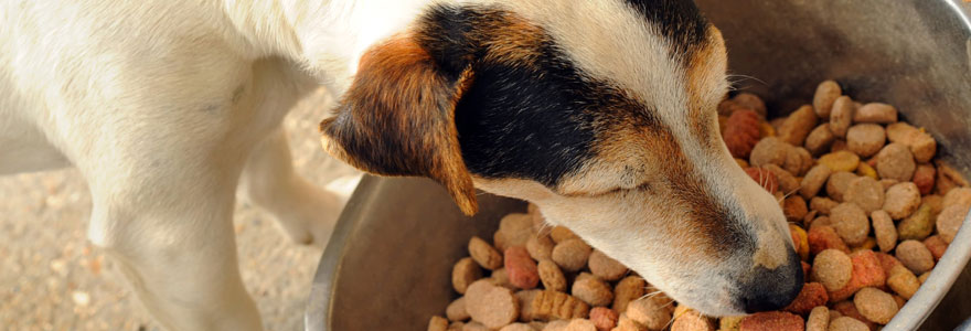 Croquette pour chien