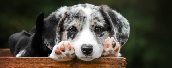 Chiot